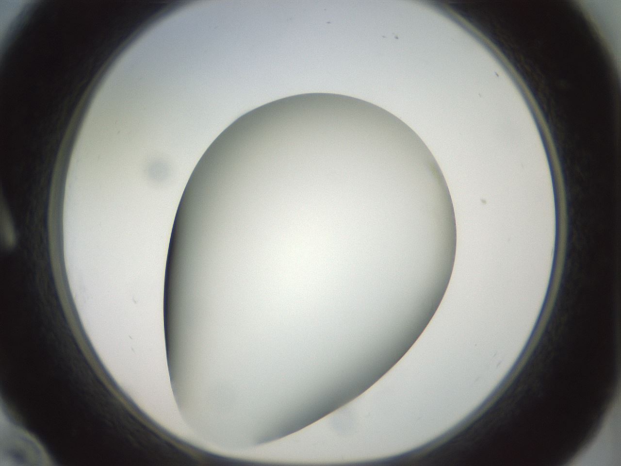 folderID299_plateID1299_batchID4267_wellNum10_profileID1_d1_r78593_ef.jpg
