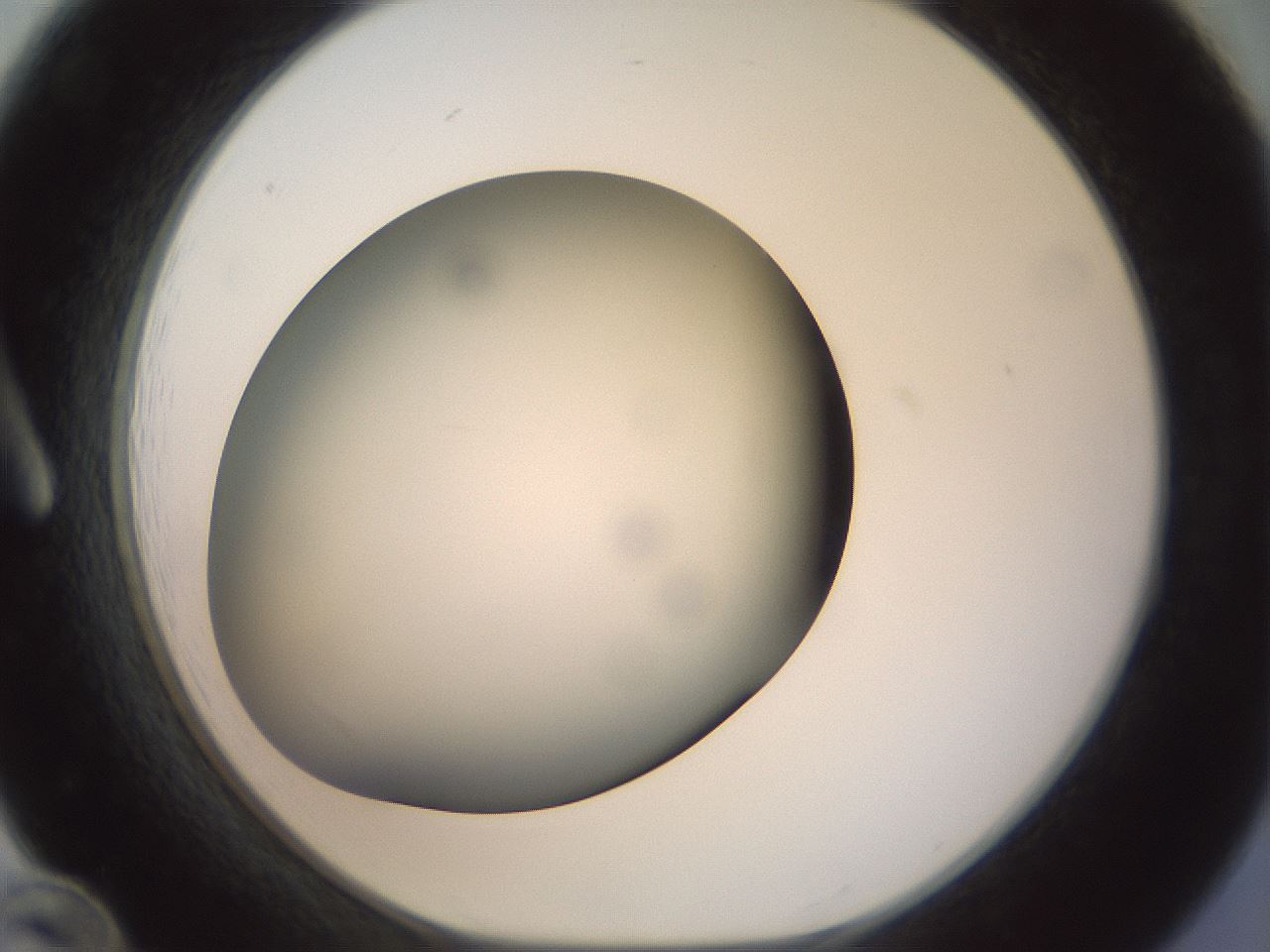 folderID299_plateID1299_batchID4267_wellNum12_profileID1_d1_r78595_ef.jpg