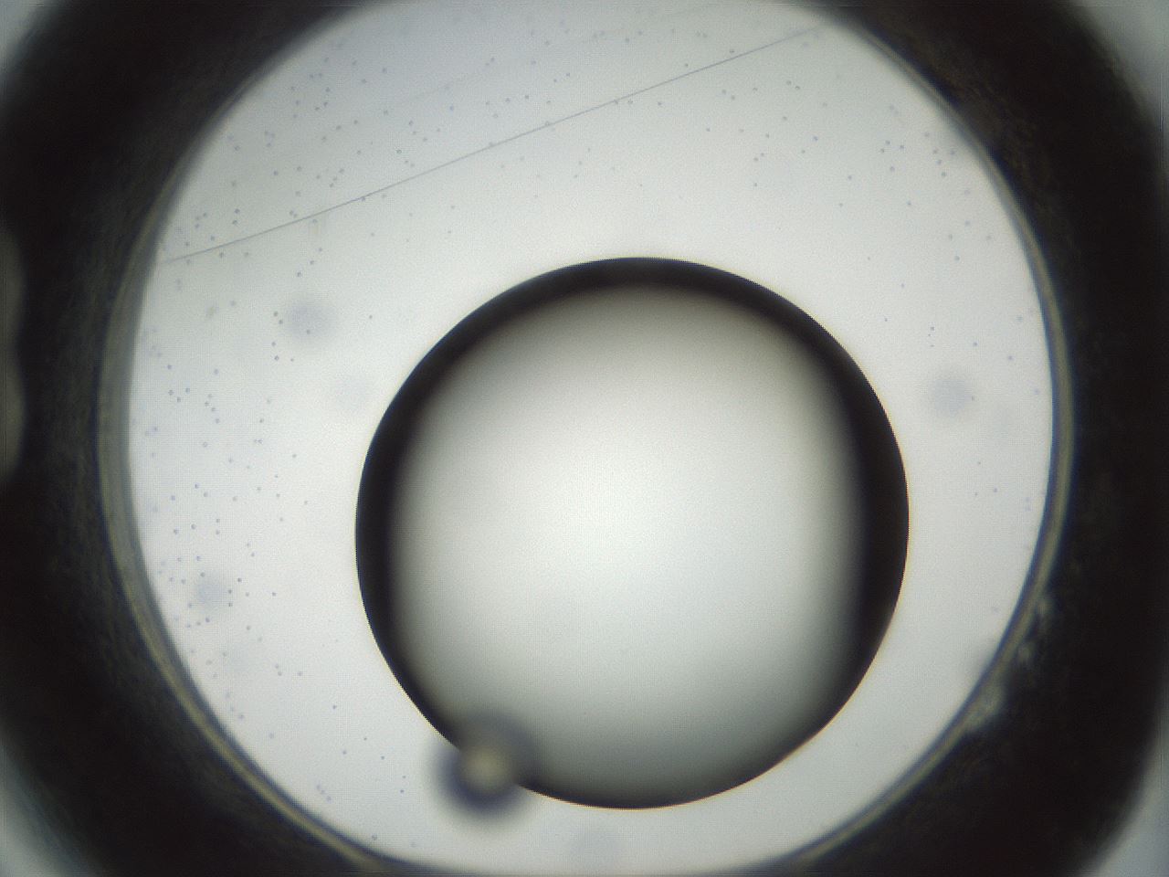 folderID299_plateID1299_batchID4267_wellNum14_profileID1_d1_r78597_ef.jpg