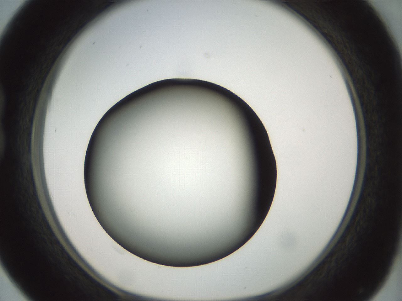 folderID299_plateID1299_batchID4267_wellNum16_profileID1_d1_r78599_ef.jpg