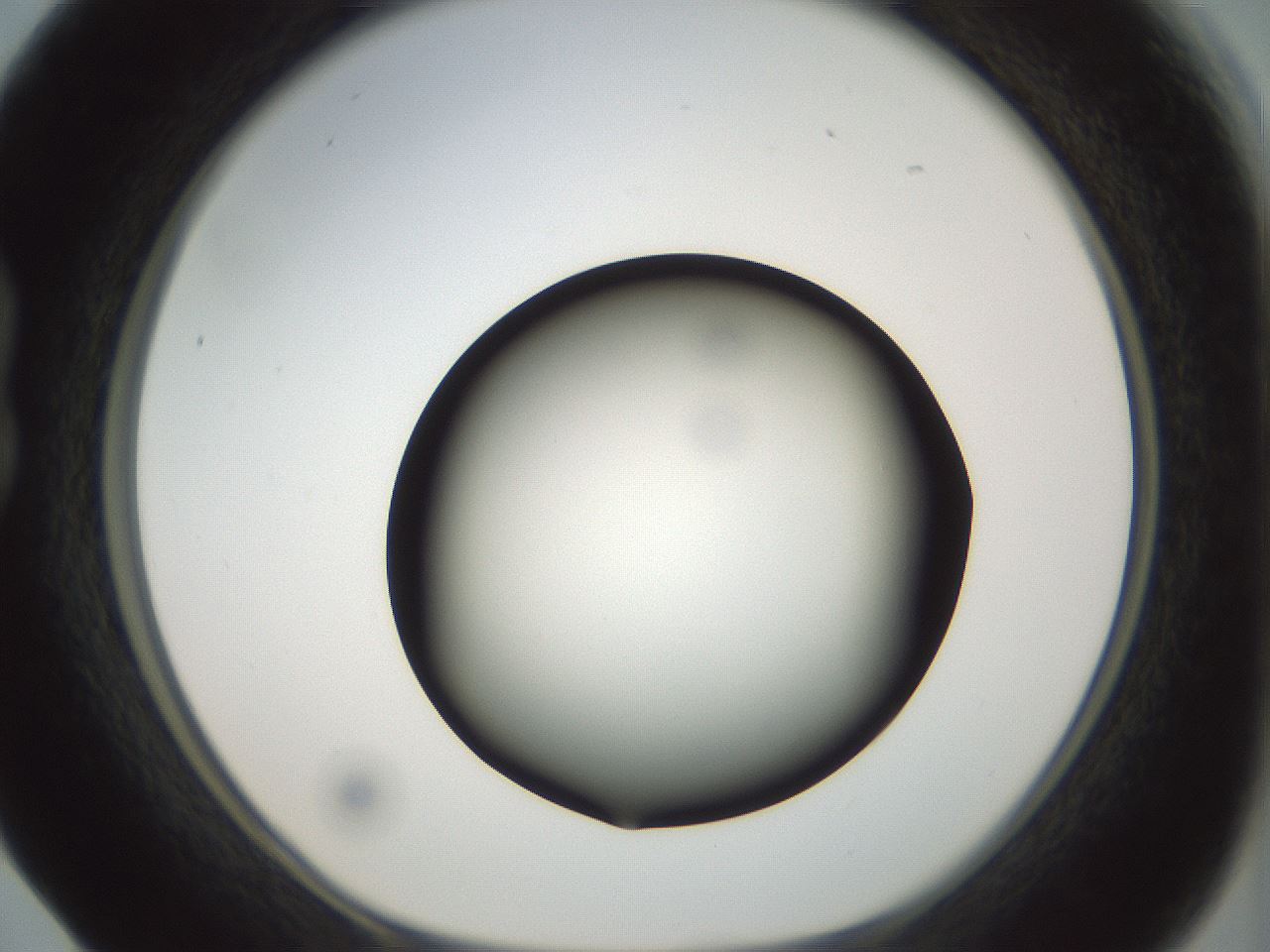 folderID299_plateID1299_batchID4267_wellNum17_profileID1_d1_r78600_ef.jpg