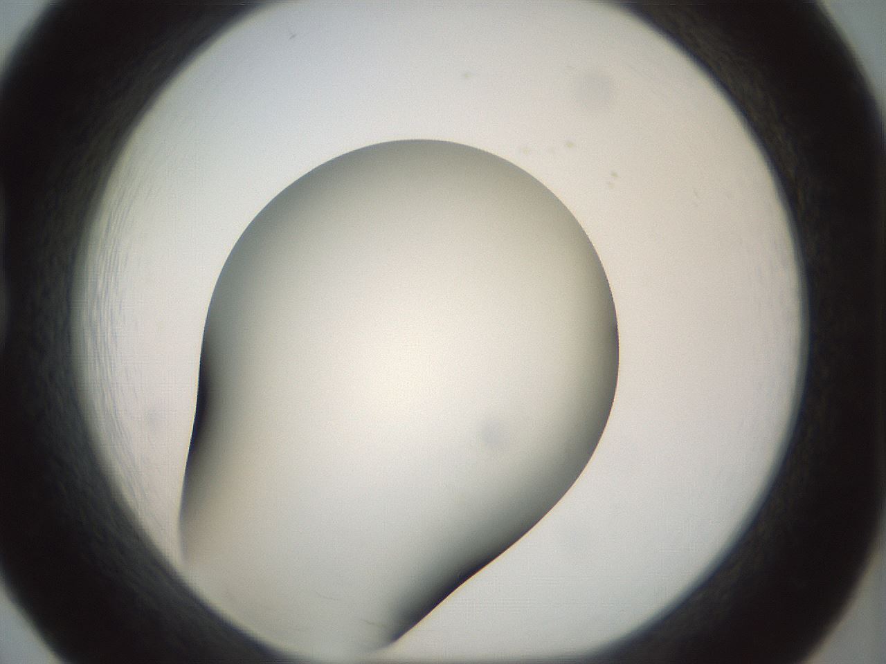 folderID299_plateID1299_batchID4267_wellNum20_profileID1_d1_r78603_ef.jpg