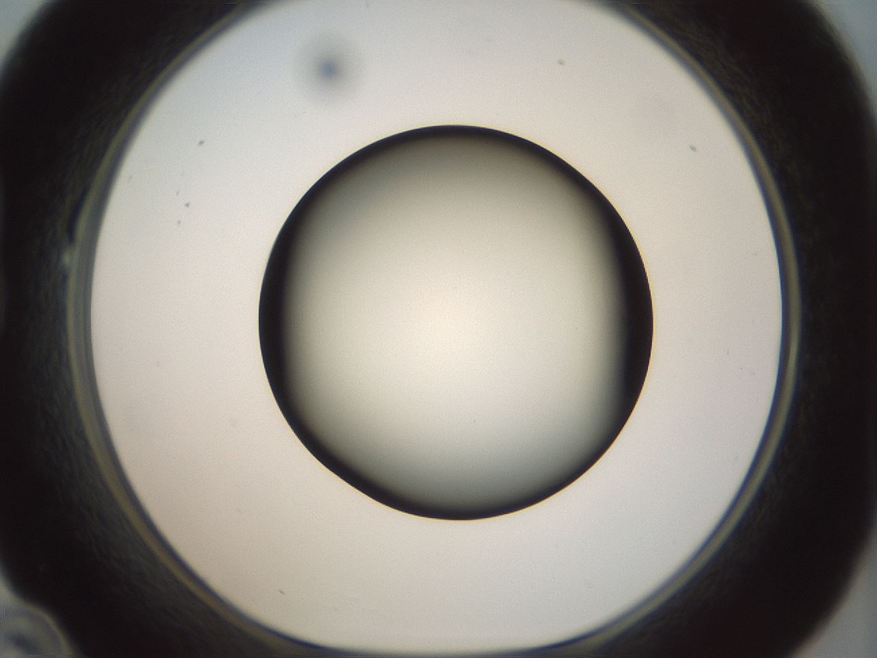 folderID299_plateID1299_batchID4267_wellNum22_profileID1_d1_r78605_ef.jpg