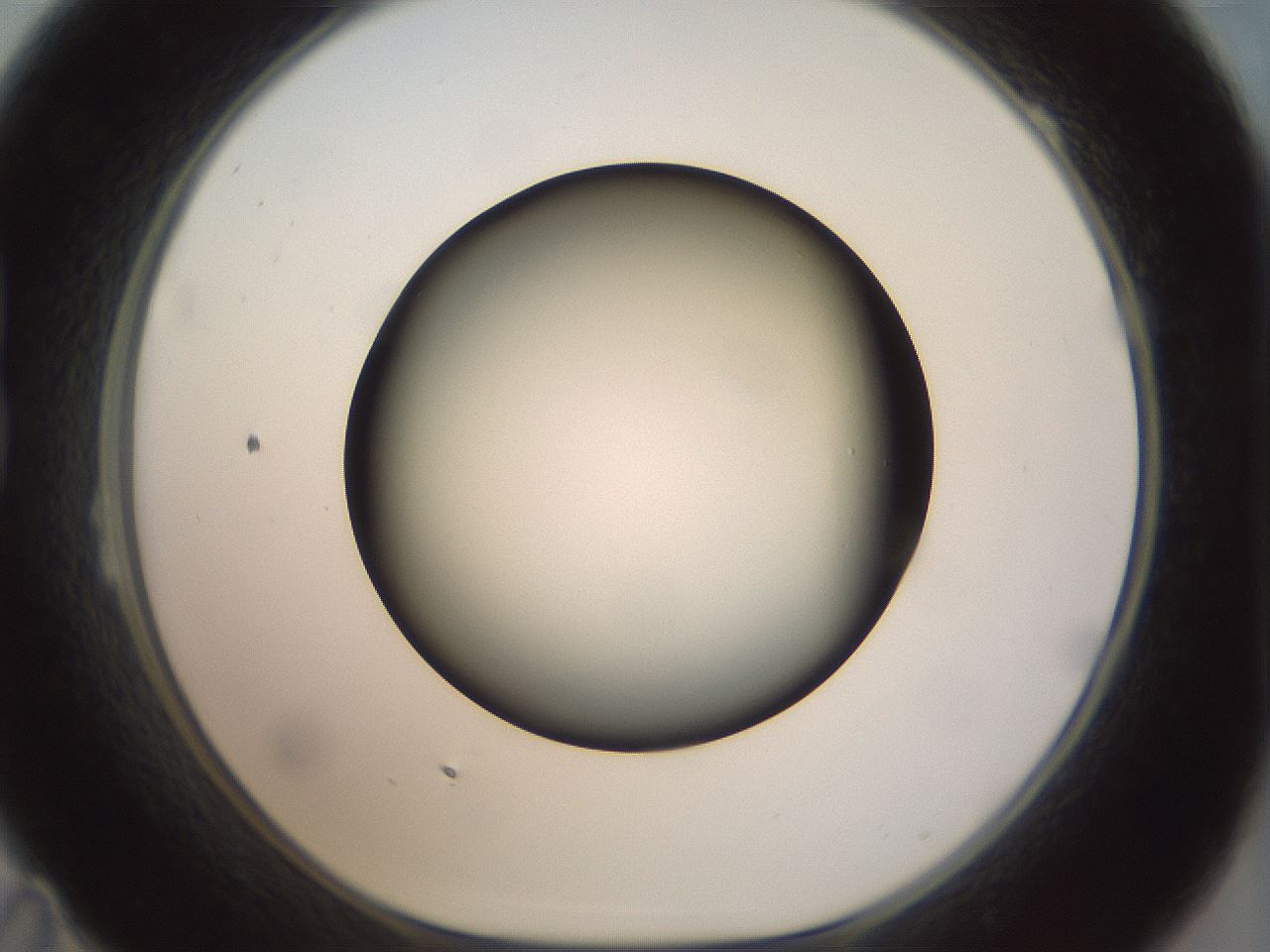 folderID299_plateID1299_batchID4267_wellNum23_profileID1_d1_r78606_ef.jpg