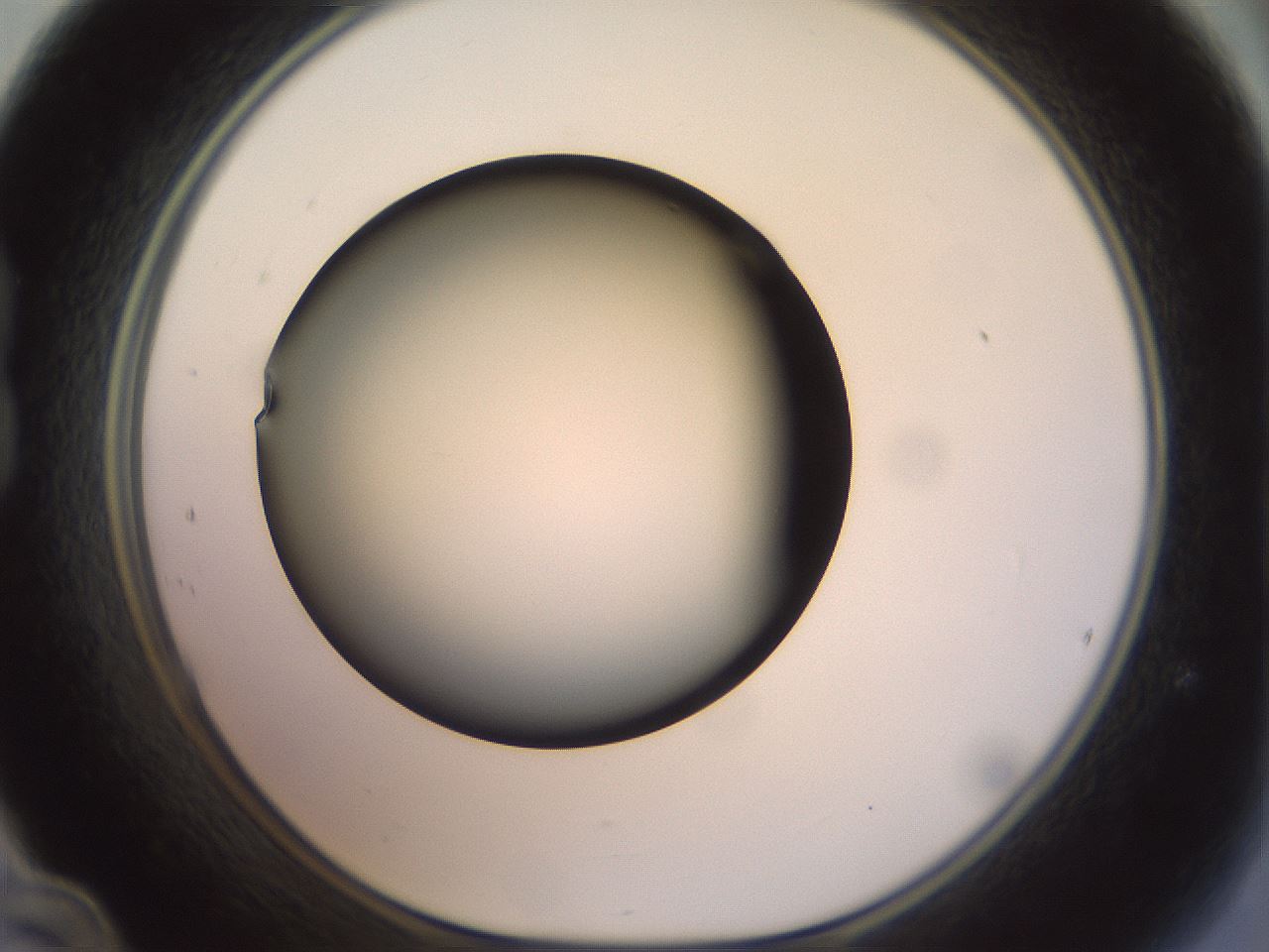 folderID299_plateID1299_batchID4267_wellNum24_profileID1_d1_r78607_ef.jpg