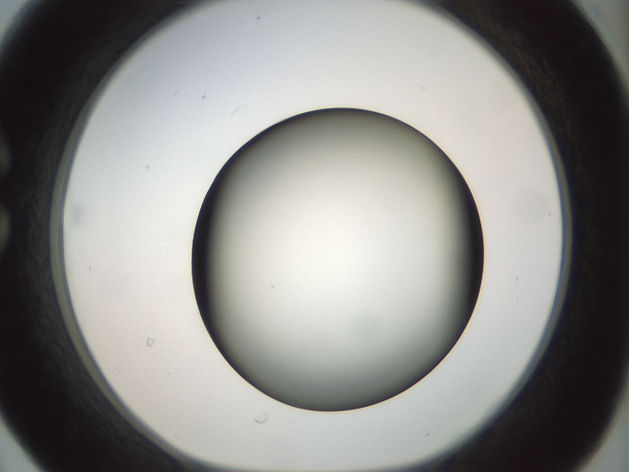folderID299_plateID1299_batchID4267_wellNum30_profileID1_d1_r78613_ef.jpg