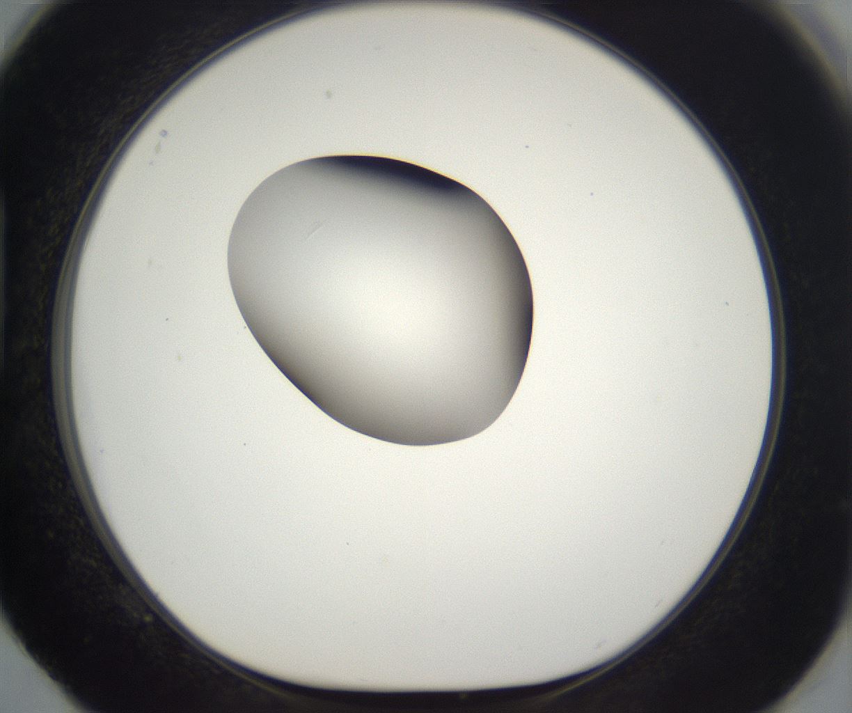 folderID298_plateID2298_batchID10853_wellNum88_profileID1_d1_r161605_ef.jpg