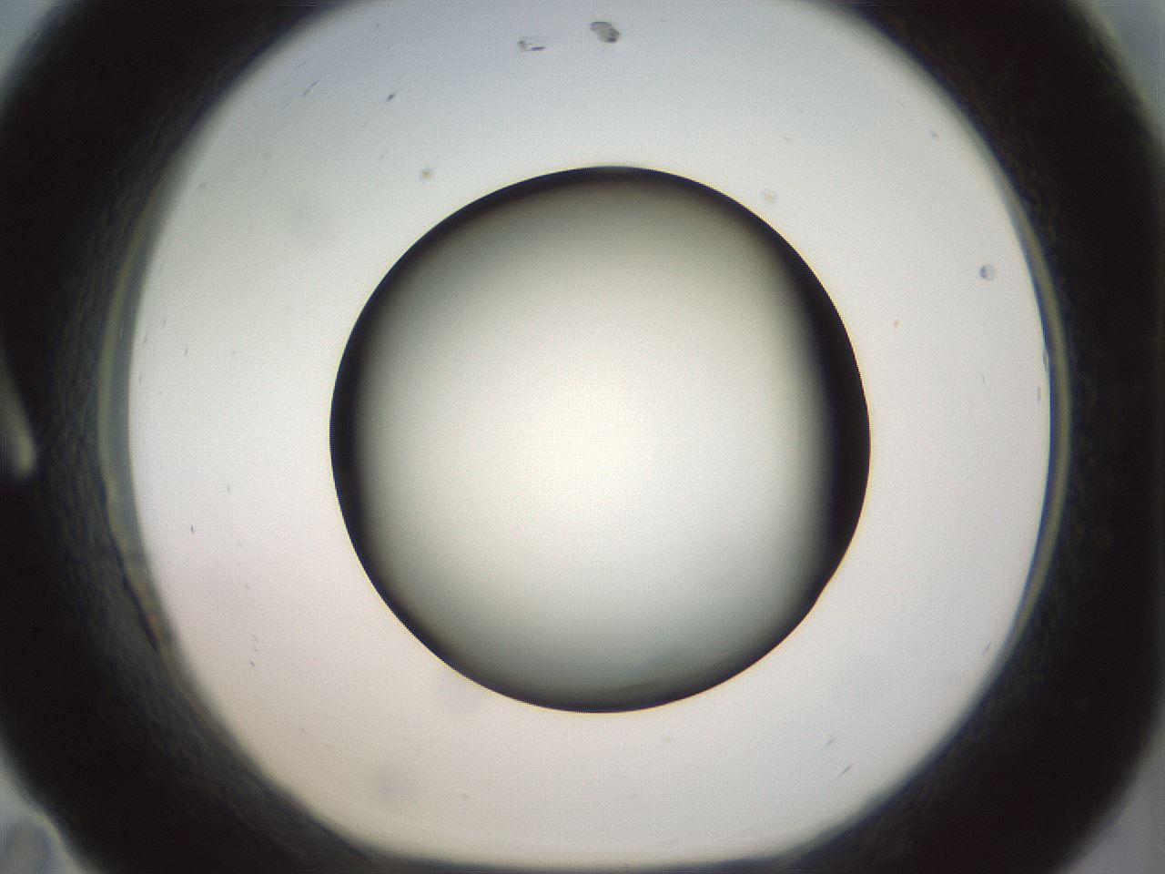 folderID299_plateID1299_batchID4267_wellNum11_profileID1_d1_r78594_ef.jpg