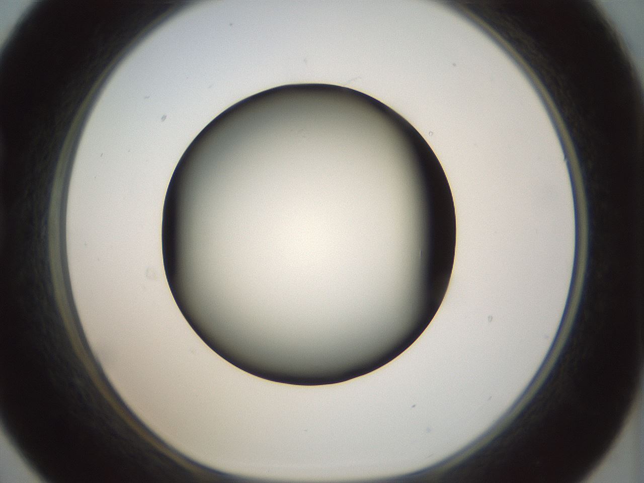folderID299_plateID1299_batchID4267_wellNum21_profileID1_d1_r78604_ef.jpg