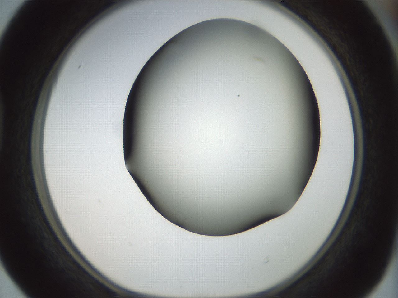folderID299_plateID1299_batchID4267_wellNum40_profileID1_d1_r78623_ef.jpg