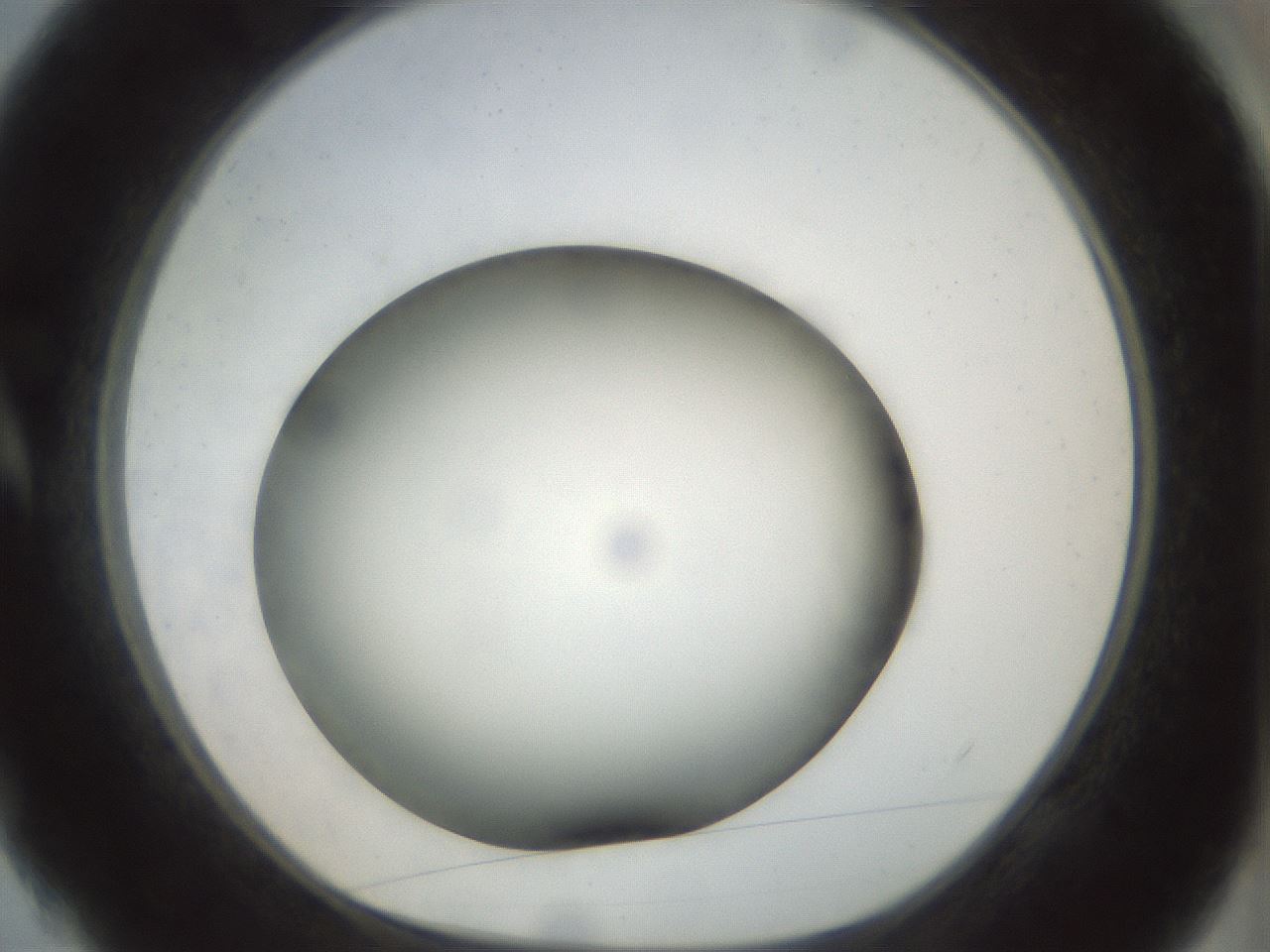 folderID299_plateID1299_batchID4267_wellNum4_profileID1_d1_r78587_ef.jpg