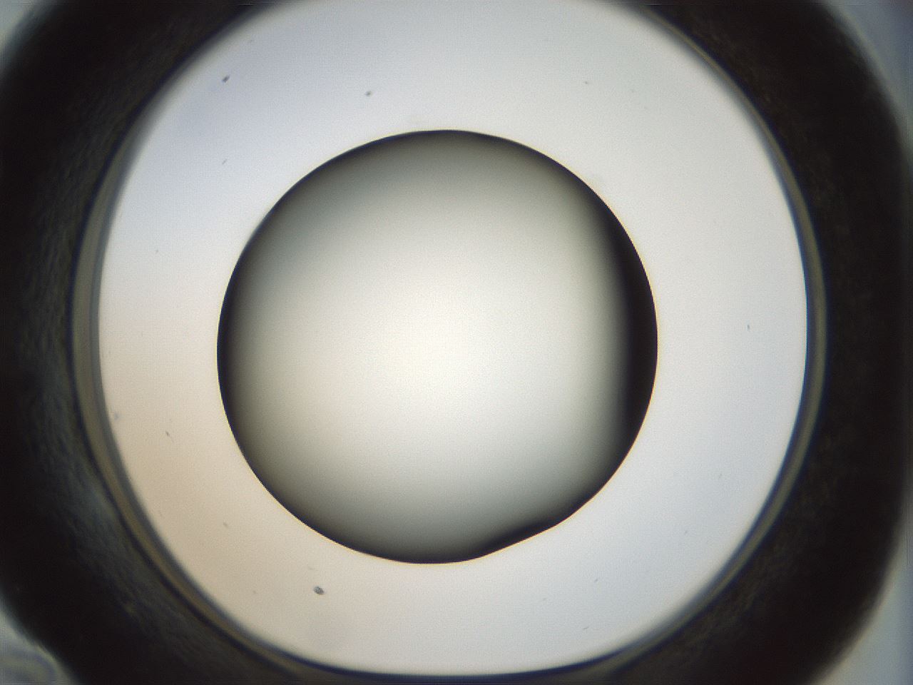 folderID299_plateID1299_batchID4267_wellNum58_profileID1_d1_r78641_ef.jpg