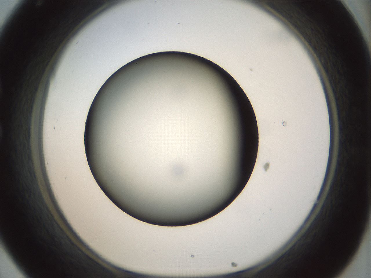 folderID299_plateID1299_batchID4267_wellNum32_profileID1_d1_r78615_ef.jpg