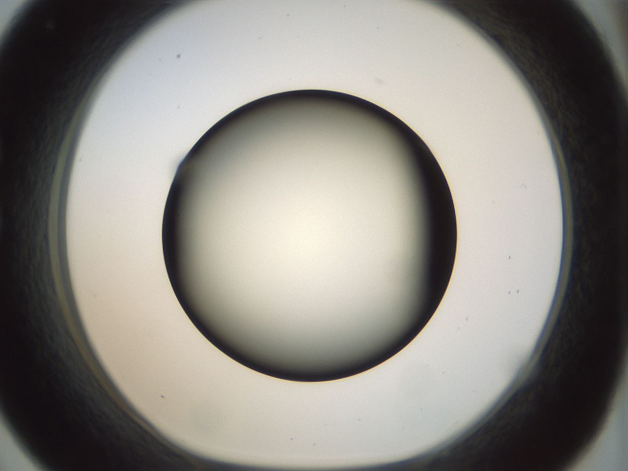 folderID299_plateID1299_batchID4267_wellNum33_profileID1_d1_r78616_ef.jpg