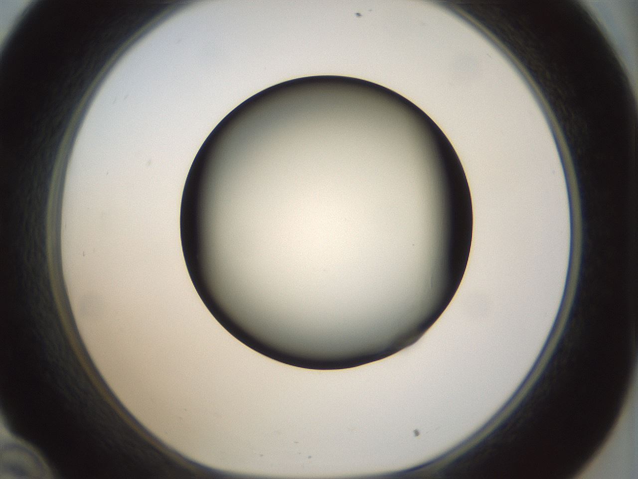 folderID299_plateID1299_batchID4267_wellNum34_profileID1_d1_r78617_ef.jpg