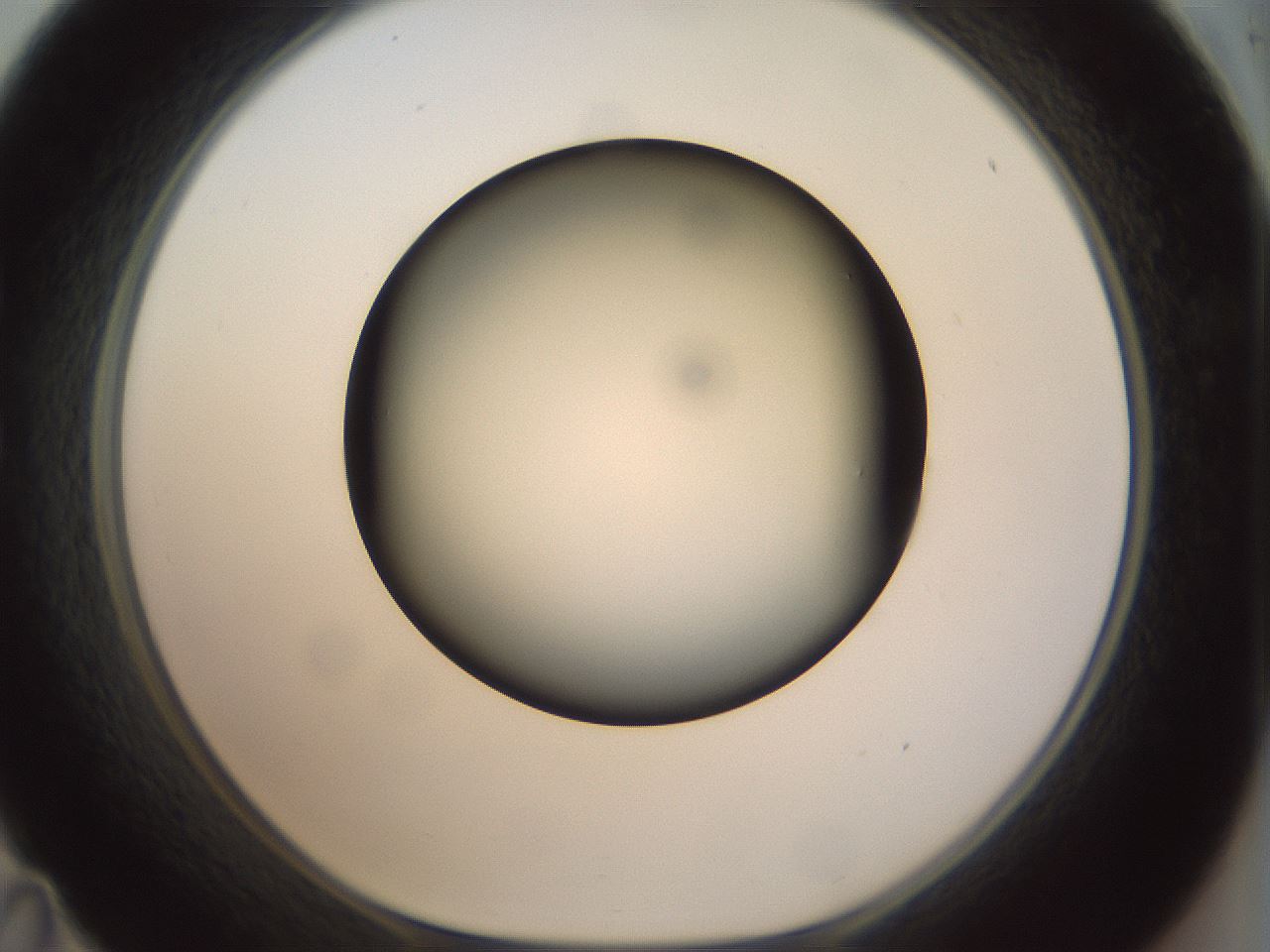 folderID299_plateID1299_batchID4267_wellNum35_profileID1_d1_r78618_ef.jpg