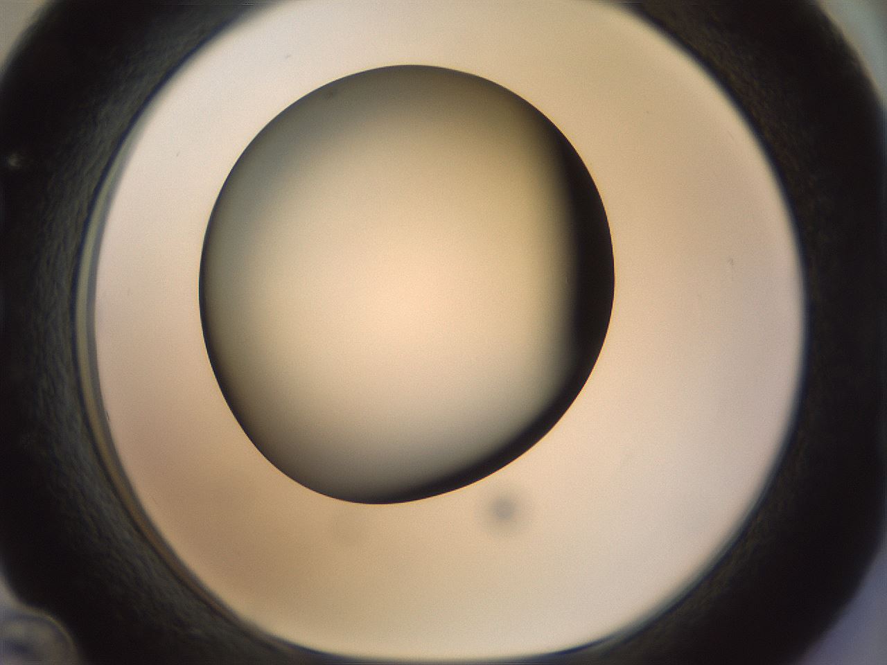 folderID299_plateID1299_batchID4267_wellNum36_profileID1_d1_r78619_ef.jpg