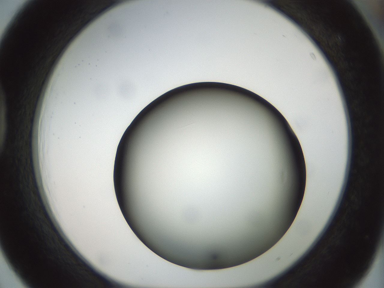 folderID299_plateID1299_batchID4267_wellNum39_profileID1_d1_r78622_ef.jpg