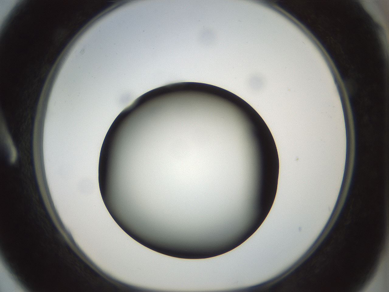 folderID299_plateID1299_batchID4267_wellNum3_profileID1_d1_r78586_ef.jpg