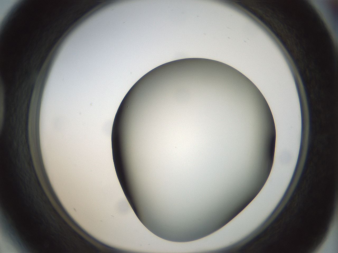 folderID299_plateID1299_batchID4267_wellNum41_profileID1_d1_r78624_ef.jpg