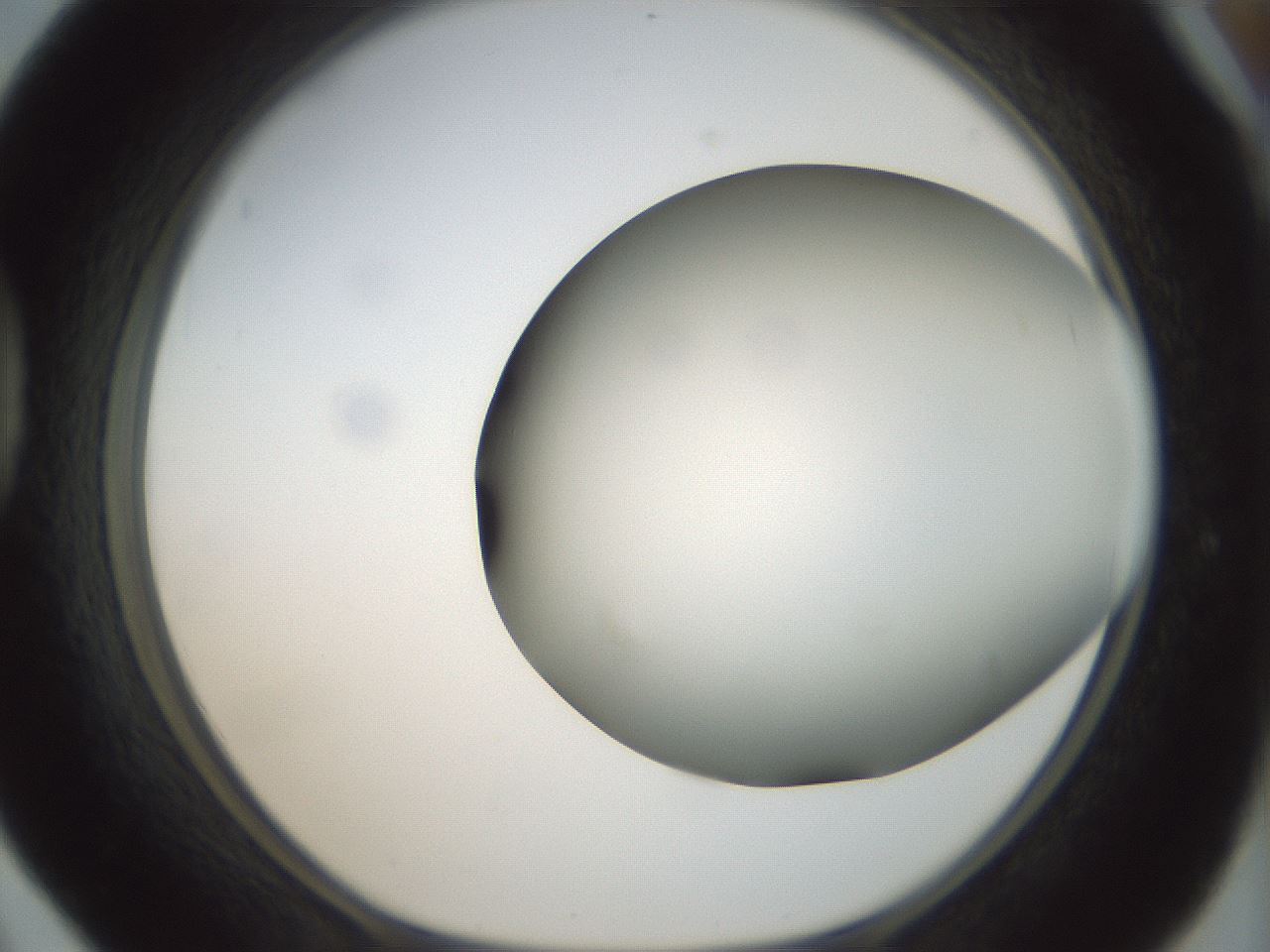 folderID299_plateID1299_batchID4267_wellNum42_profileID1_d1_r78625_ef.jpg