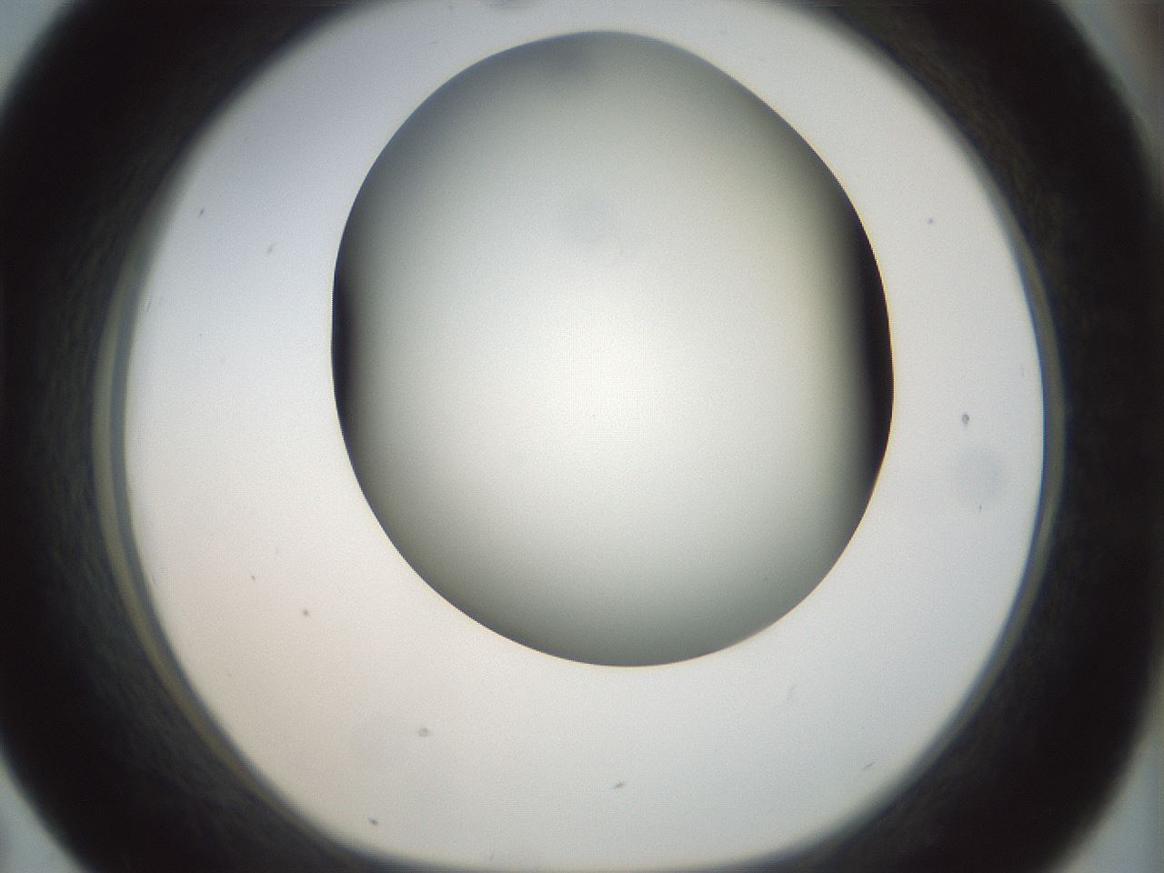 folderID299_plateID1299_batchID4267_wellNum43_profileID1_d1_r78626_ef.jpg