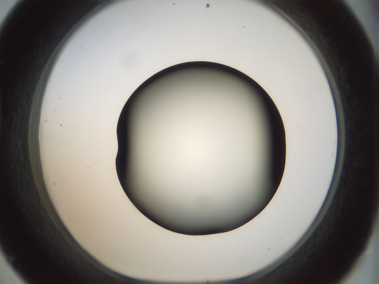 folderID299_plateID1299_batchID4267_wellNum45_profileID1_d1_r78628_ef.jpg