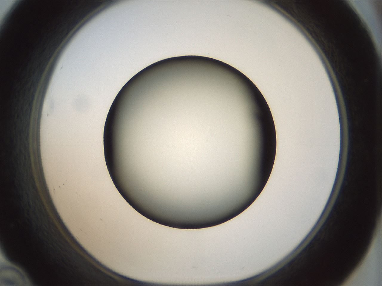 folderID299_plateID1299_batchID4267_wellNum46_profileID1_d1_r78629_ef.jpg