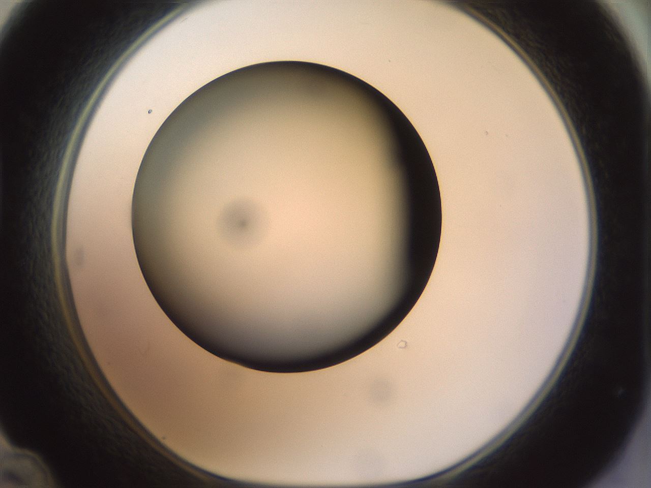 folderID299_plateID1299_batchID4267_wellNum48_profileID1_d1_r78631_ef.jpg
