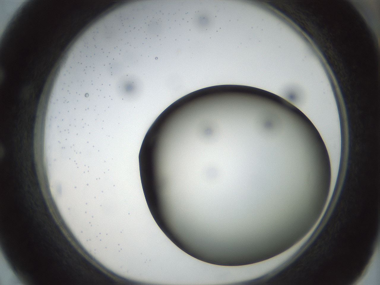folderID299_plateID1299_batchID4267_wellNum50_profileID1_d1_r78633_ef.jpg
