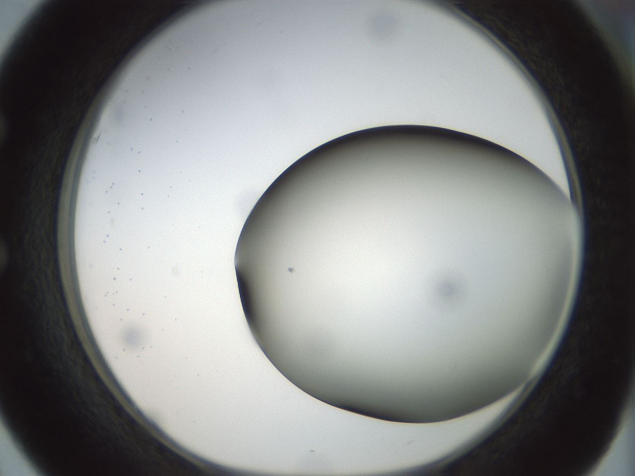 folderID299_plateID1299_batchID4267_wellNum51_profileID1_d1_r78634_ef.jpg