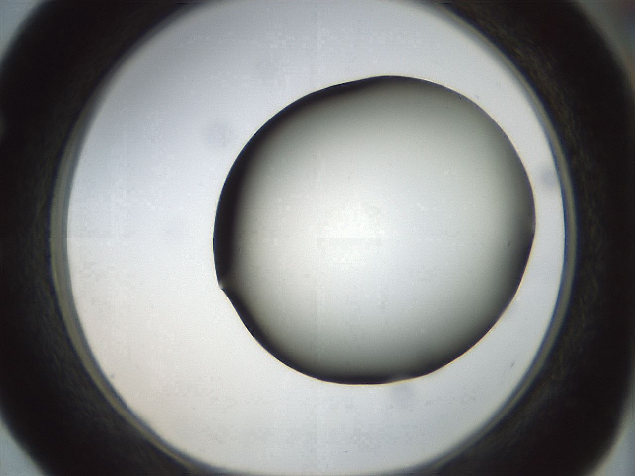 folderID299_plateID1299_batchID4267_wellNum52_profileID1_d1_r78635_ef.jpg