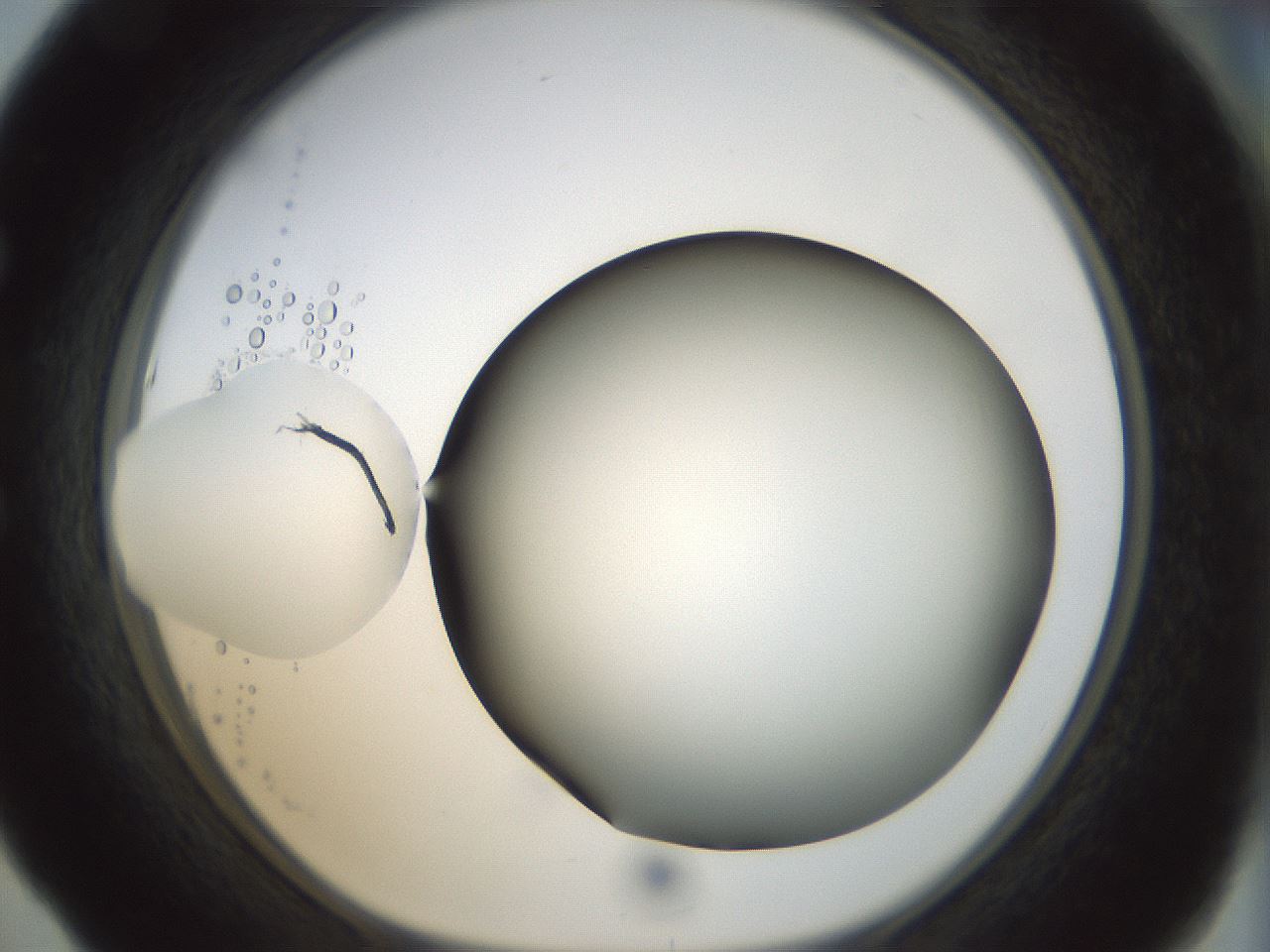 folderID299_plateID1299_batchID4267_wellNum53_profileID1_d1_r78636_ef.jpg