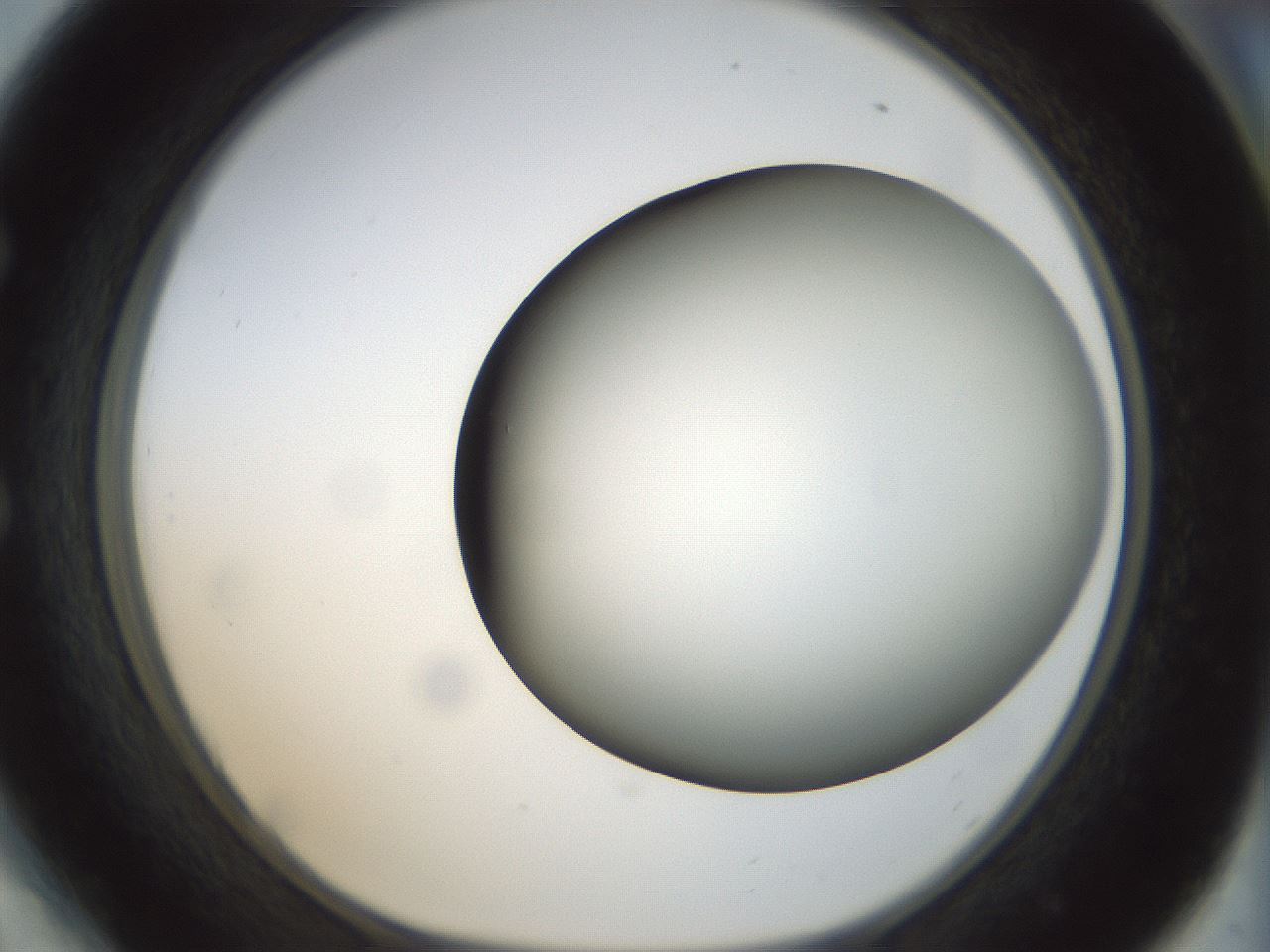 folderID299_plateID1299_batchID4267_wellNum54_profileID1_d1_r78637_ef.jpg