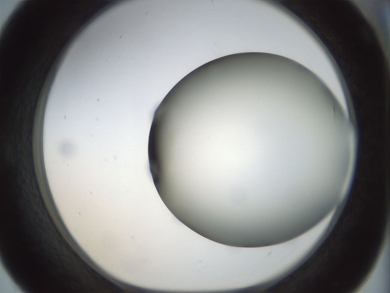folderID299_plateID1299_batchID4267_wellNum55_profileID1_d1_r78638_ef.jpg