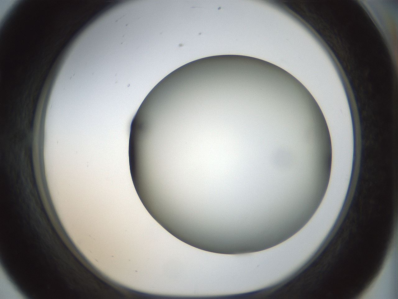 folderID299_plateID1299_batchID4267_wellNum56_profileID1_d1_r78639_ef.jpg