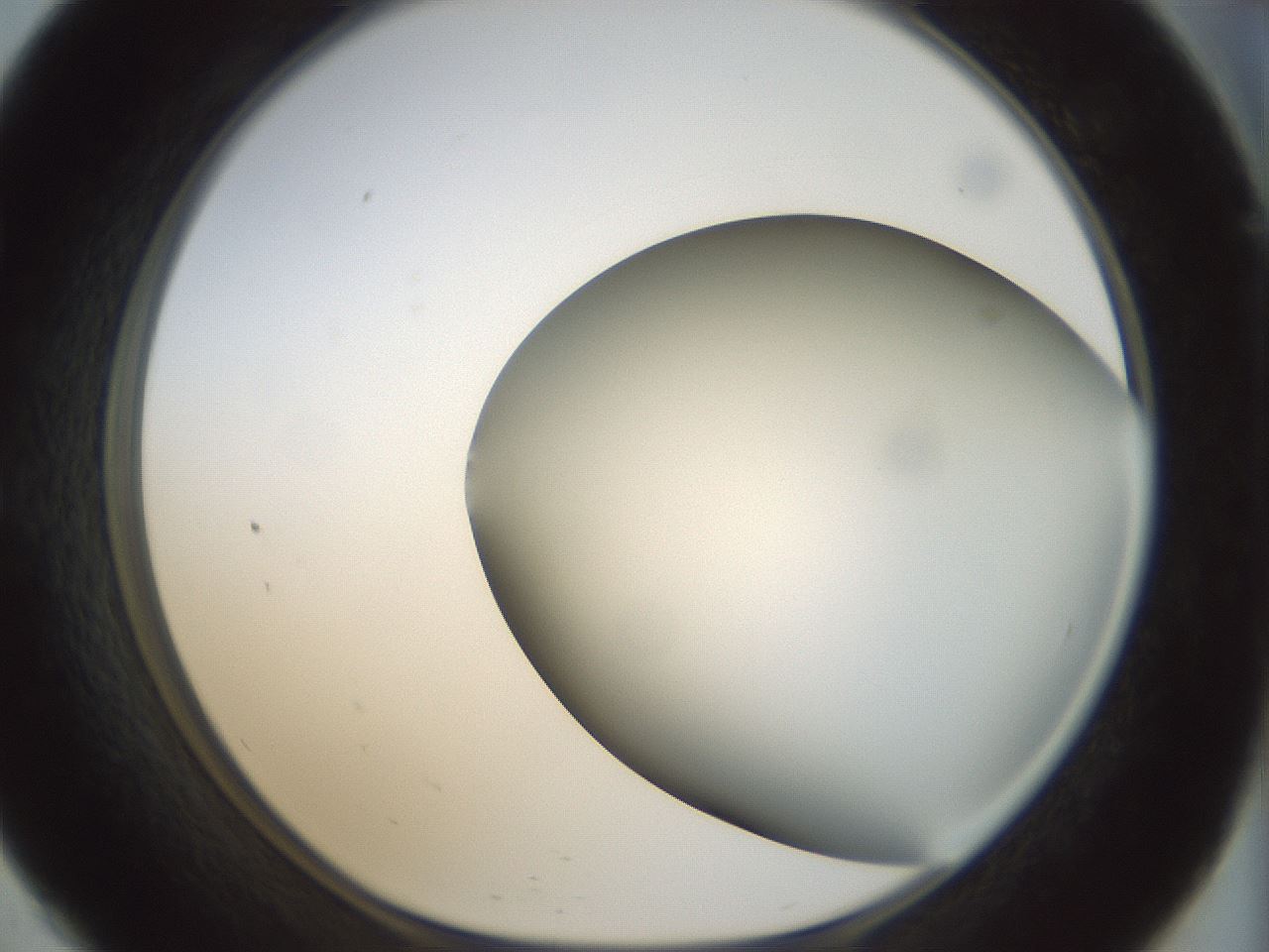 folderID299_plateID1299_batchID4267_wellNum57_profileID1_d1_r78640_ef.jpg