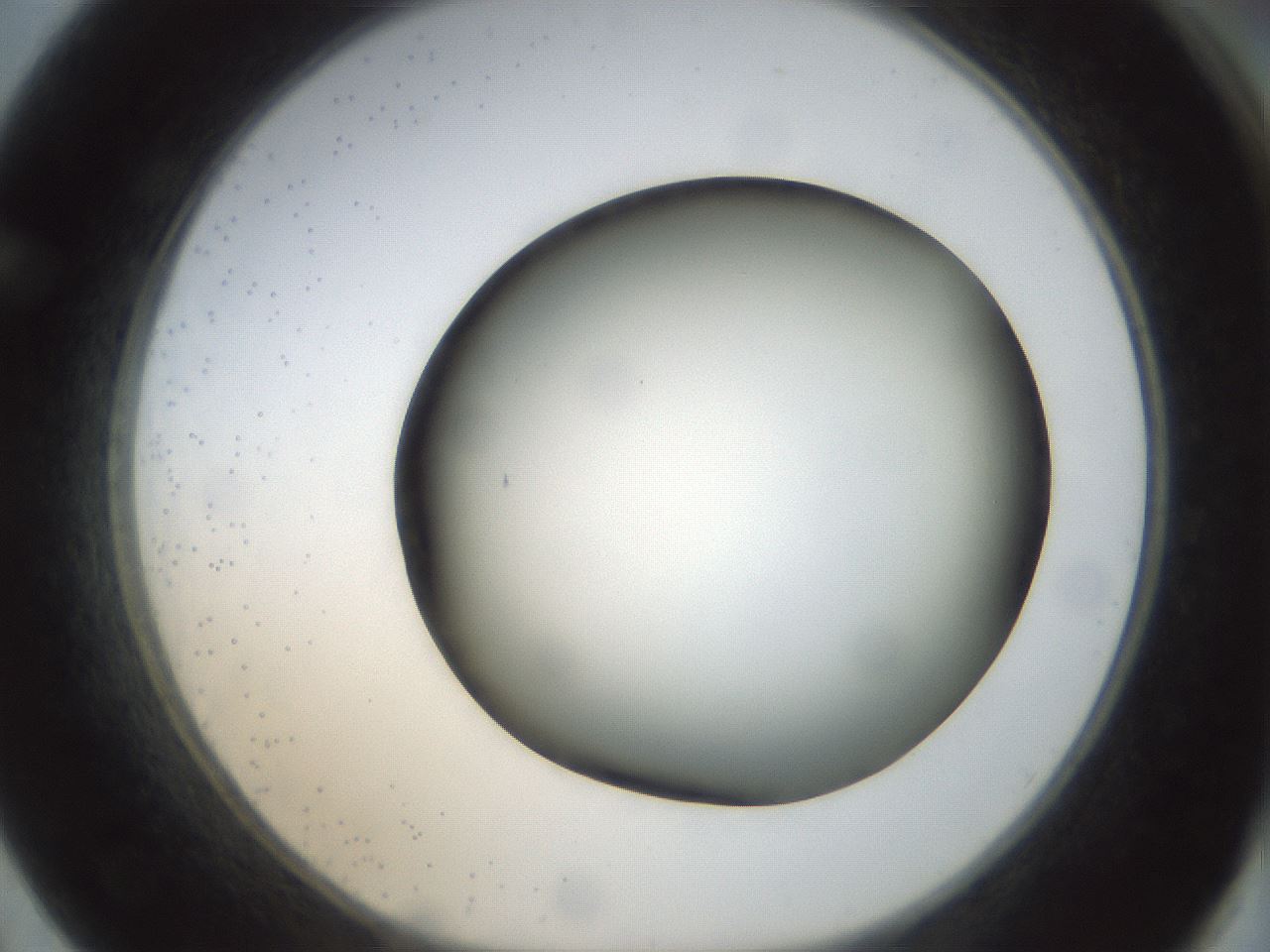 folderID299_plateID1299_batchID4267_wellNum62_profileID1_d1_r78645_ef.jpg