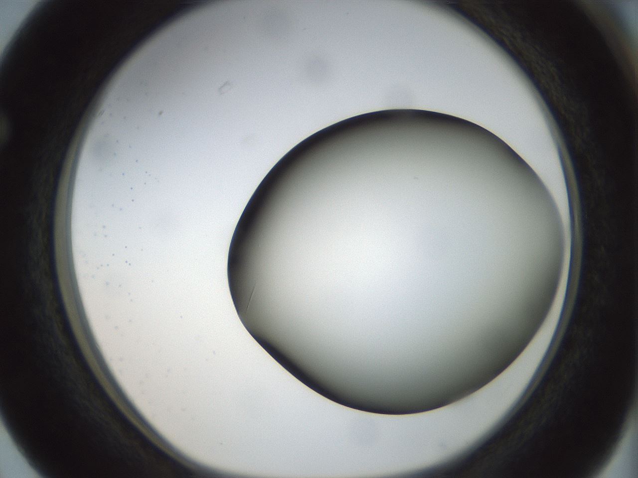 folderID299_plateID1299_batchID4267_wellNum63_profileID1_d1_r78646_ef.jpg