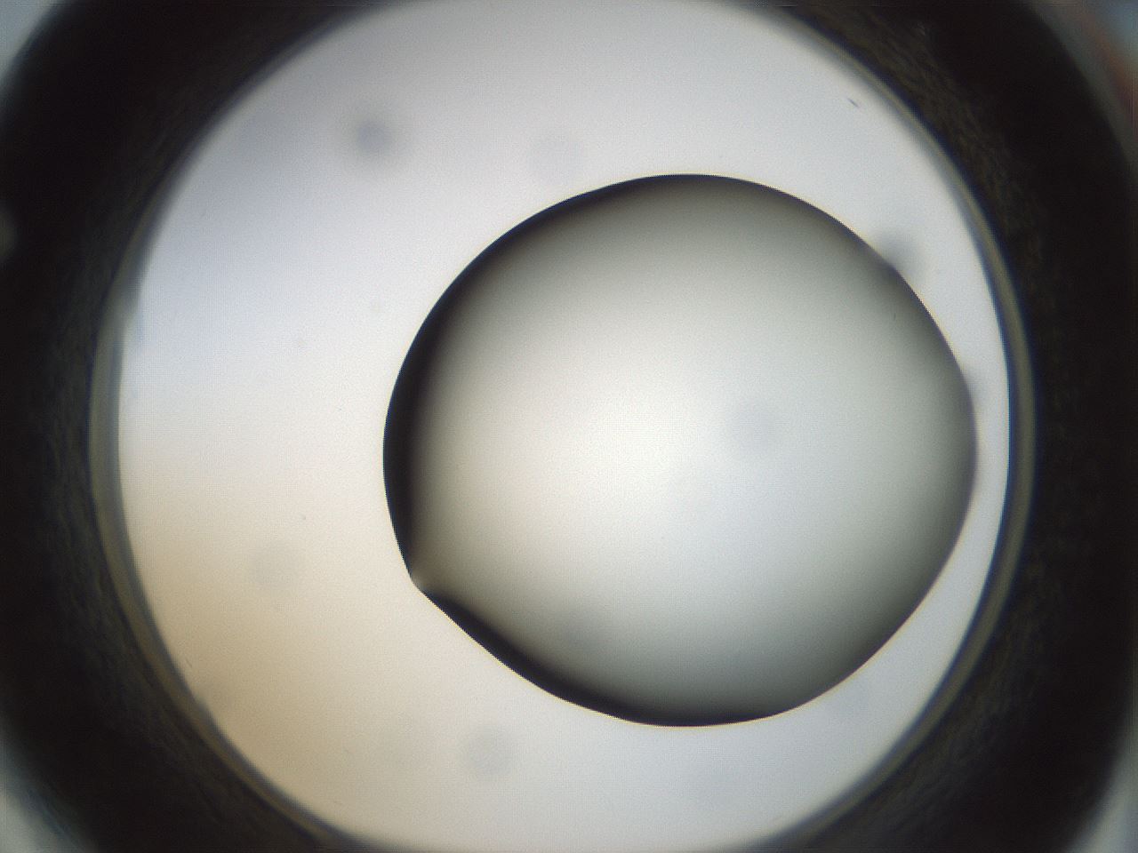 folderID299_plateID1299_batchID4267_wellNum64_profileID1_d1_r78647_ef.jpg