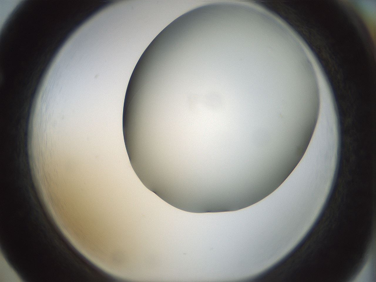 folderID299_plateID1299_batchID4267_wellNum65_profileID1_d1_r78648_ef.jpg