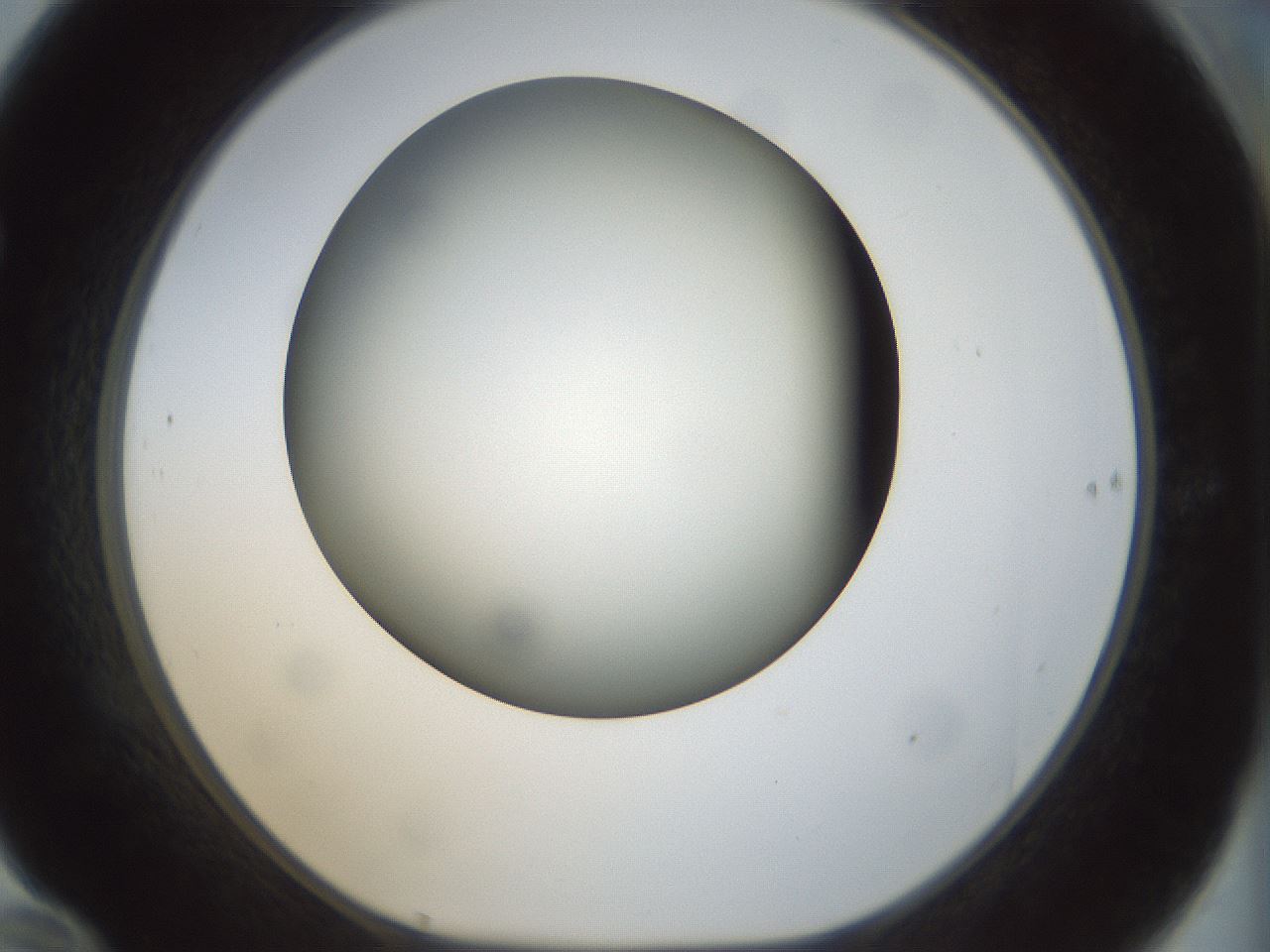 folderID299_plateID1299_batchID4267_wellNum70_profileID1_d1_r78653_ef.jpg
