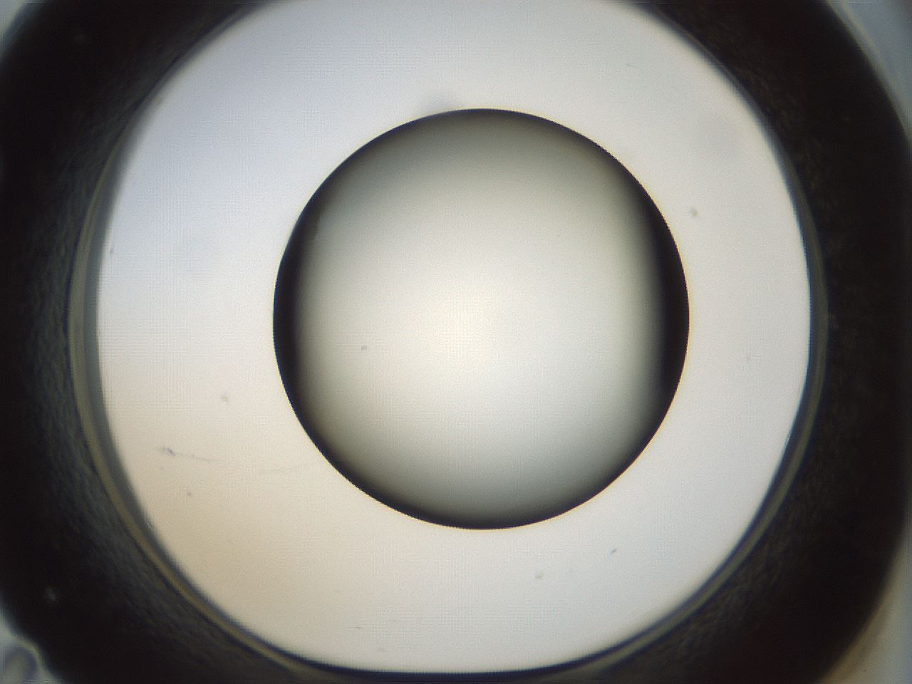 folderID299_plateID1299_batchID4267_wellNum71_profileID1_d1_r78654_ef.jpg