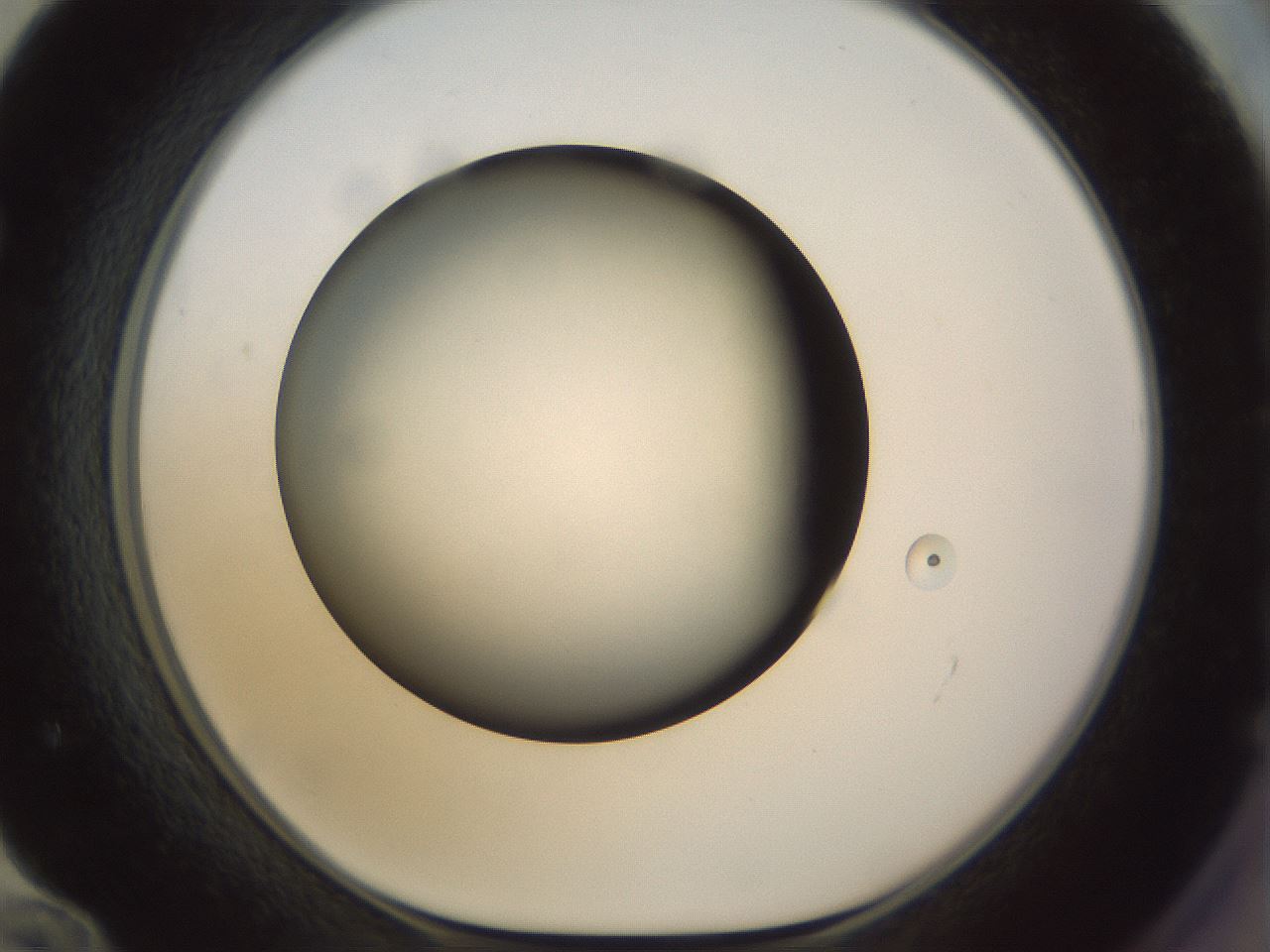 folderID299_plateID1299_batchID4267_wellNum72_profileID1_d1_r78655_ef.jpg