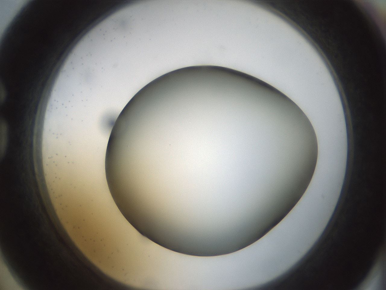 folderID299_plateID1299_batchID4267_wellNum74_profileID1_d1_r78657_ef.jpg