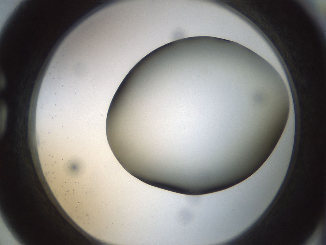 folderID299_plateID1299_batchID4267_wellNum75_profileID1_d1_r78658_ef.jpg