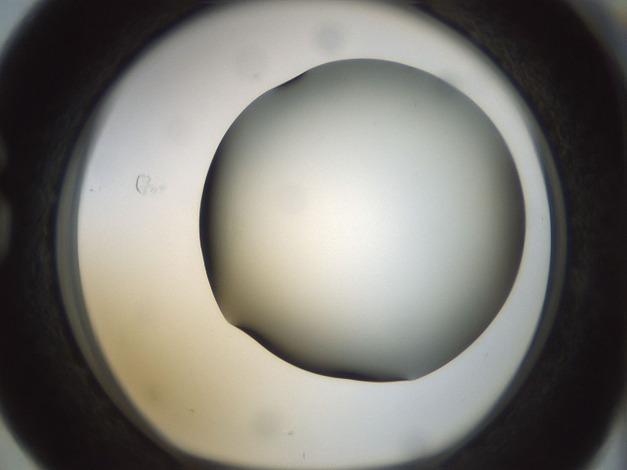 folderID299_plateID1299_batchID4267_wellNum76_profileID1_d1_r78659_ef.jpg