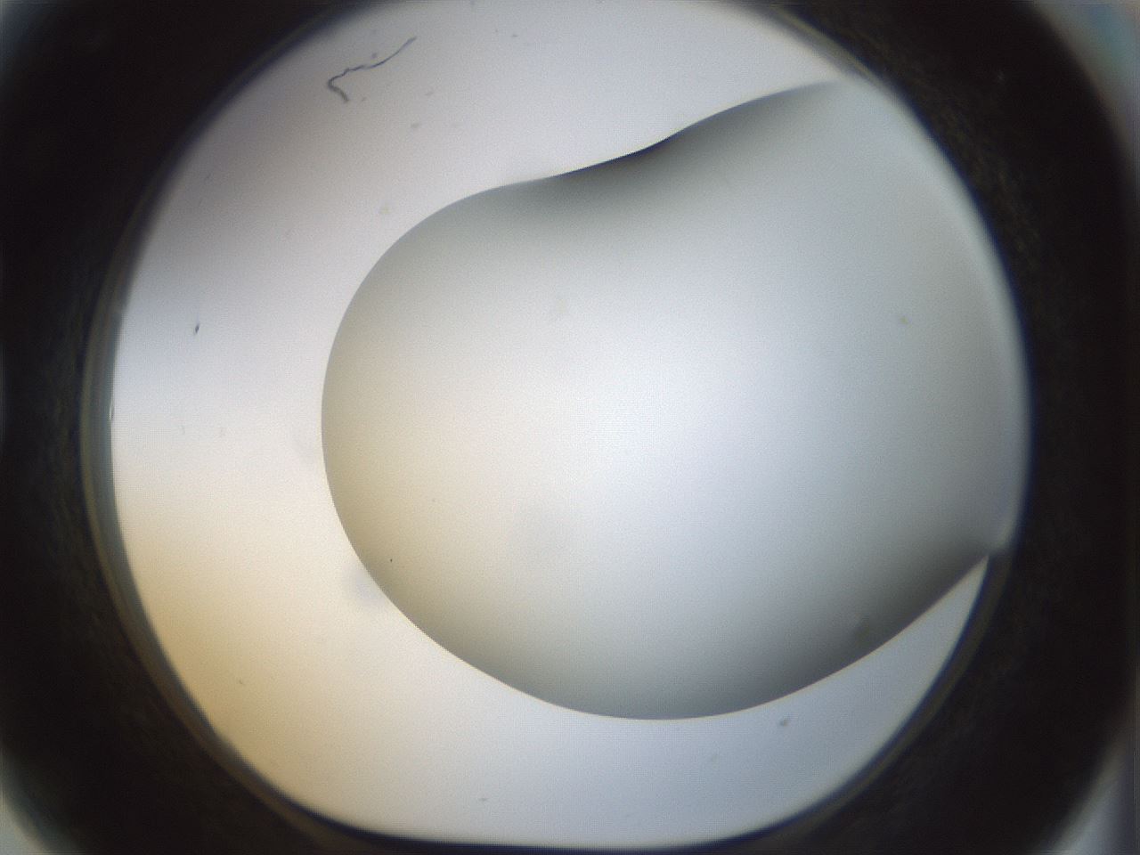 folderID299_plateID1299_batchID4267_wellNum81_profileID1_d1_r78664_ef.jpg