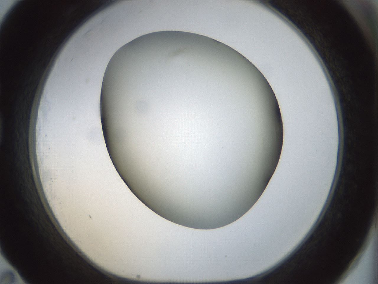 folderID299_plateID1299_batchID4267_wellNum83_profileID1_d1_r78666_ef.jpg