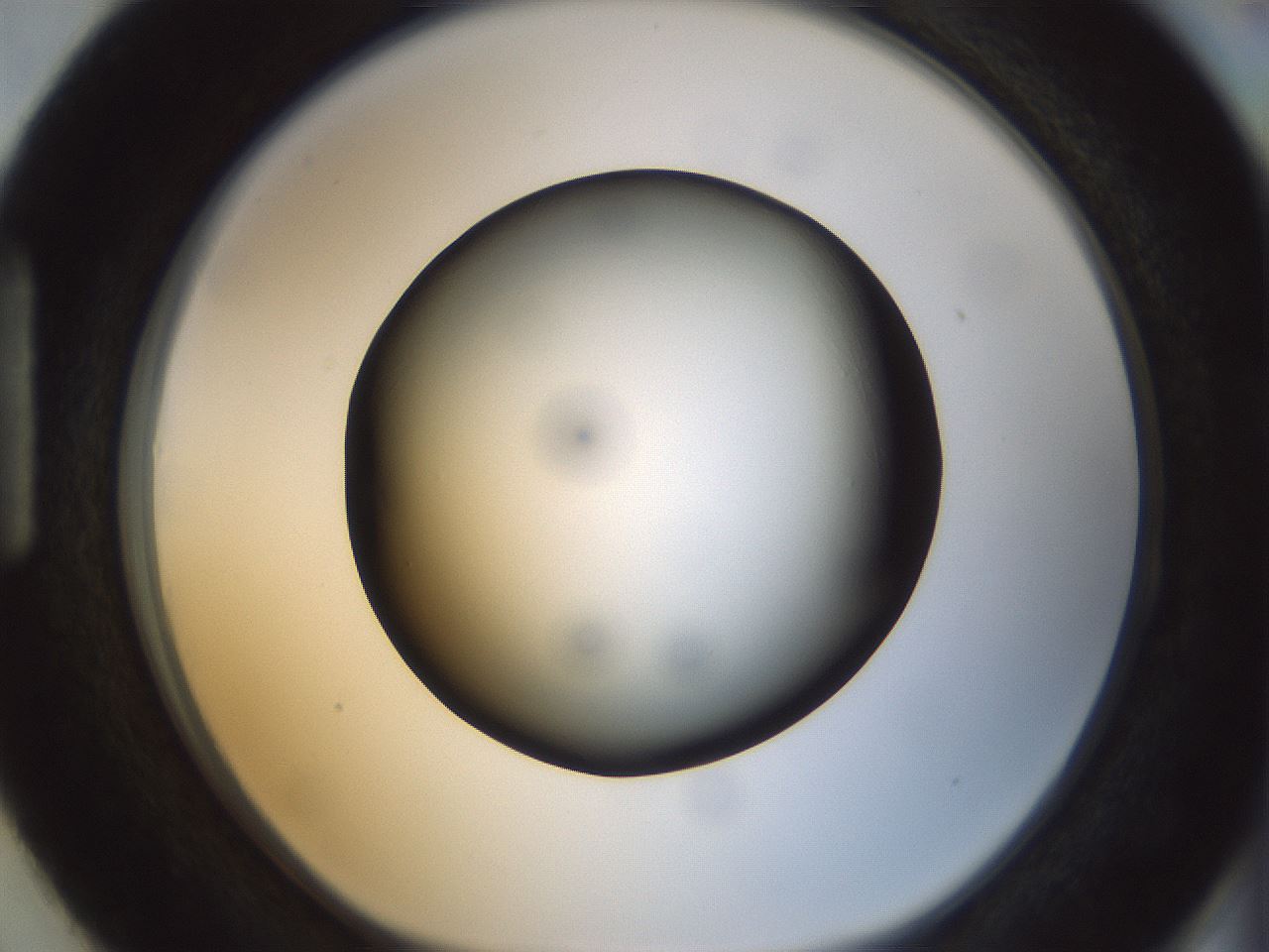 folderID299_plateID1299_batchID4267_wellNum87_profileID1_d1_r78670_ef.jpg